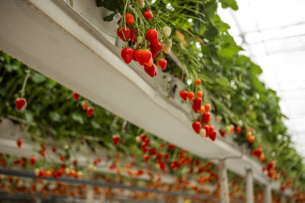 istock Strawberry farm greenhouse 2155058490