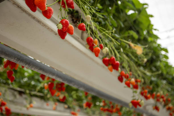 istock Strawberry farm greenhouse 2155058491