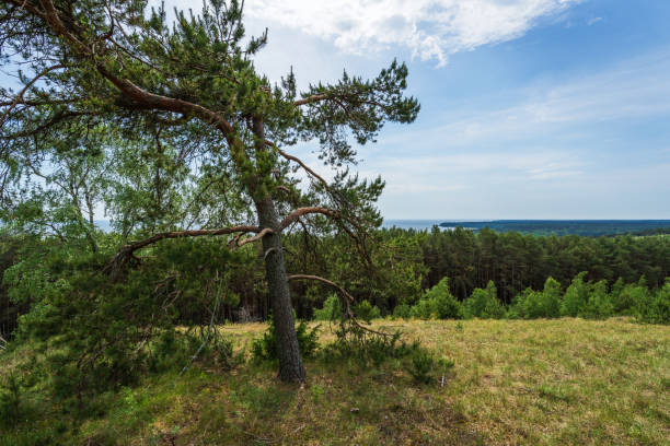 View from Artist Dune in Preila, Curonian Spit, Lithuania