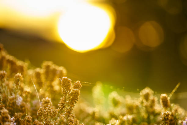 Flower plant in cobwebs against meadow field bokeh background, morning sunrise light. Nature in spring or autumn time.