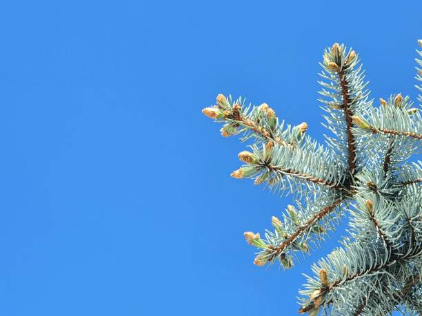 blue pine branch in the sky