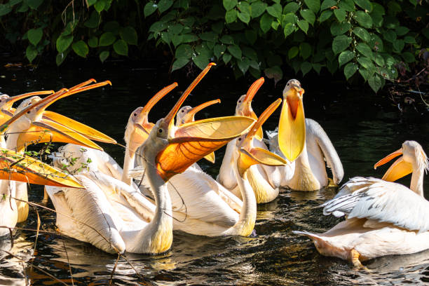 istock Great White Pelican, Pelecanus onocrotalus in a park 2155061574