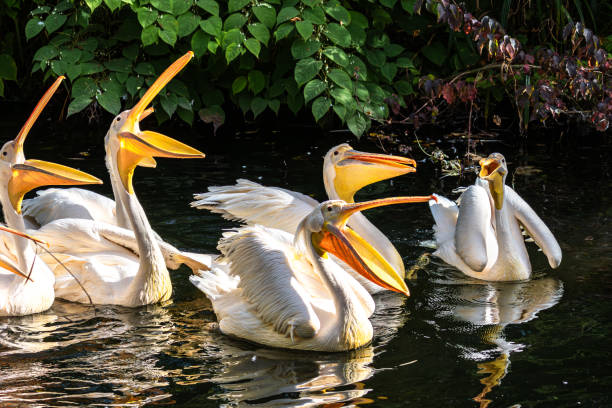 Great White Pelican, Pelecanus onocrotalus in a park