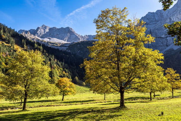 Autumn view of the maple trees at Ahornboden, Karwendel mountains, Tyrol, Austria