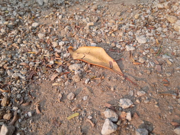 dry leaves fall on the ground