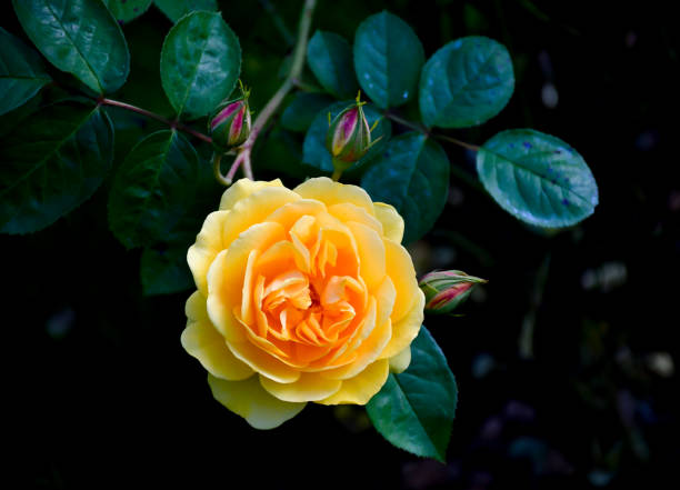 Beautiful pink roses in bloom in a garden.