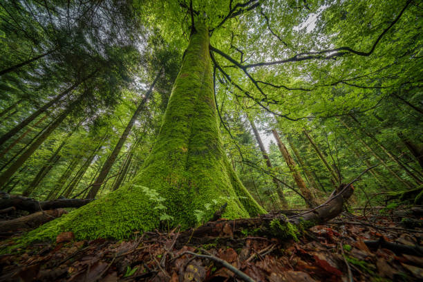 istock Observing the abundance of foliage on a tree in a forest 2155063388