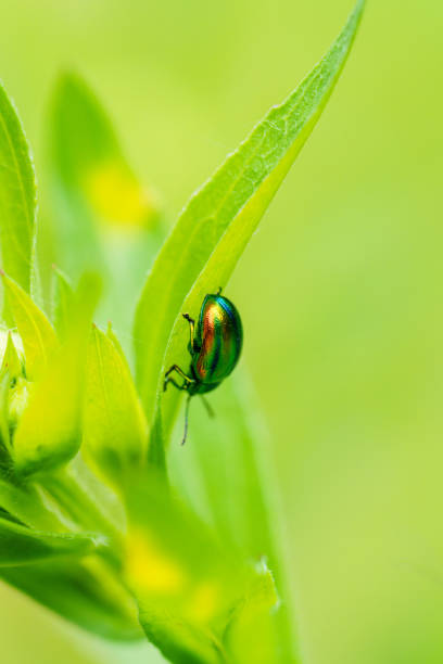 A tiny green arthropod is sitting calmly on a lush green leaf, possibly a beetle. The scene captures the beauty of natures small details