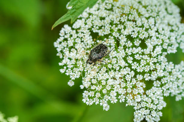 istock A black bug is resting on a small white flower in the grassy field 2155065389