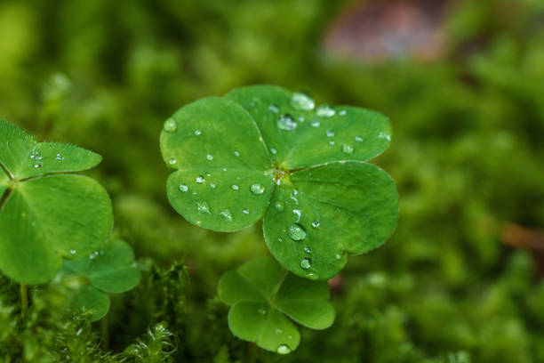 A detailed view of a fourleaf clover covered in water droplets, showcasing its natural beauty and freshness