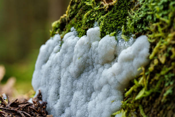 A detailed view of a mushroom taking root on a tree trunk enveloped in a layer of lush moss, creating a serene natural landscape
