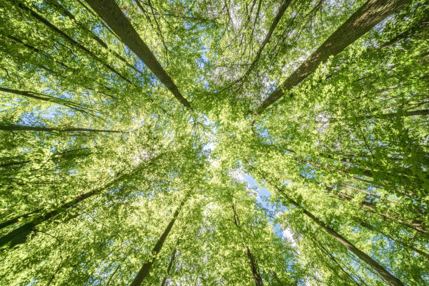 istock Springtime forest with setting sun shining through leaves and branches. Nature, forestry, habitat, environment and sustainability concepts 2155066450