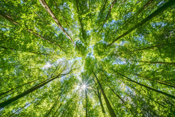istock Springtime forest with setting sun shining through leaves and branches. Nature, forestry, habitat, environment and sustainability concepts 2155066477