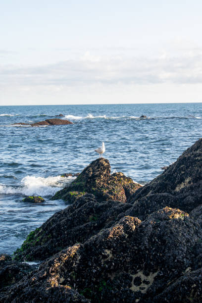 vacations free time nature sea birds portugal