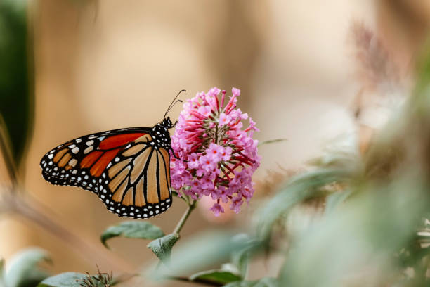 istock Monarch Butterfly on Buddleia Blossom 2155068346