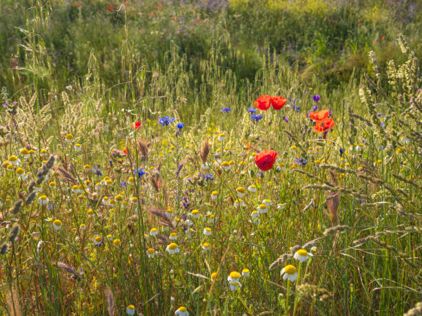 istock Field with wild vegetation in summer 2155071099