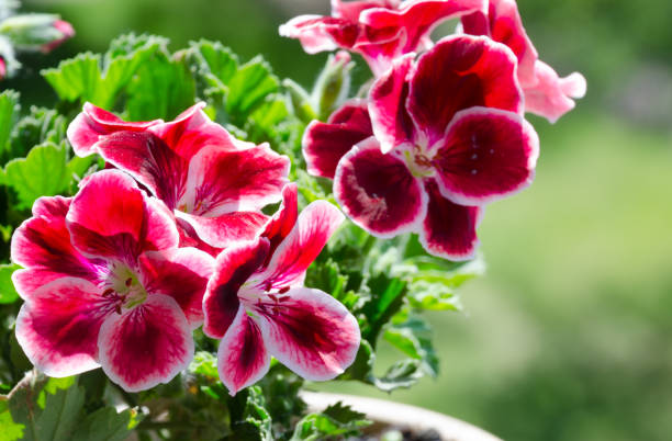 istock Beautiful Pelargonium flower. Blooming Geranium in the rays of sunlight. 2155071880