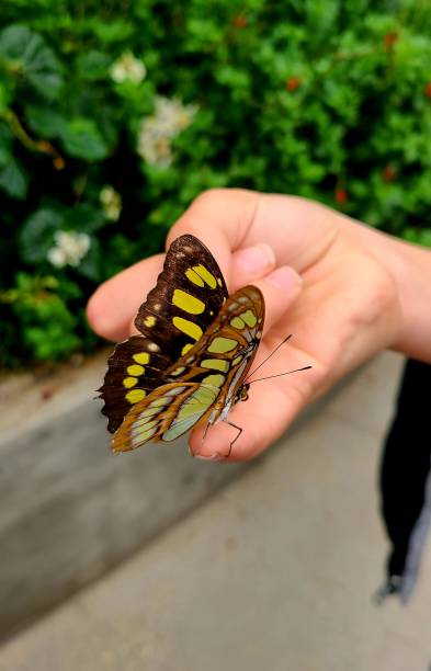 istock The beautiful butterfly is resting on a hand 2155074652