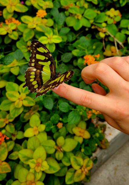 istock The back and green butterfly is resting on a finger 2155074655