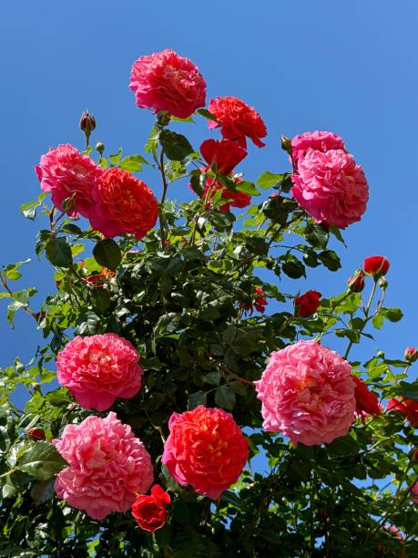 istock Rose shrub with beautiful red pink flowers against sky. 2155074690