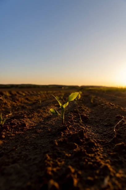 istock an agricultural field with corn during sunset 2155075180