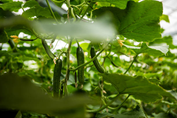 Cucumber farm greenhouse