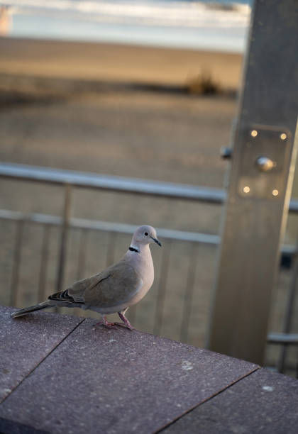 istock Eurasian collared dove aka Turkish dove 2155076043