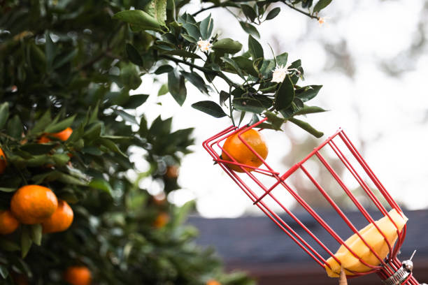 A citrus picker choosing a perfect orange clementine satsuma tree blooming with fruit in the winter season in the south.