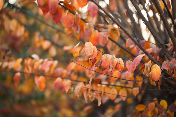 Bright colorful orange autumn foliage Japenese Maple trees.