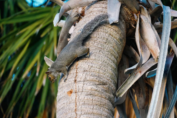 An Eastern Gray Squirrel (Sciurus carolinensis) is in an alert position on the trunk of a palm tree.