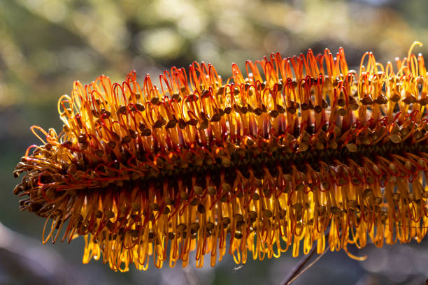Close up of Australian Heath Banksia flower parts