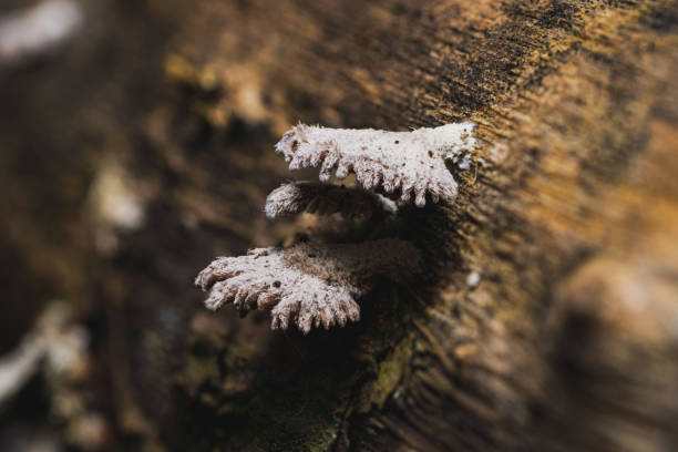istock Close-up of white fungus on tree bark 2155083602