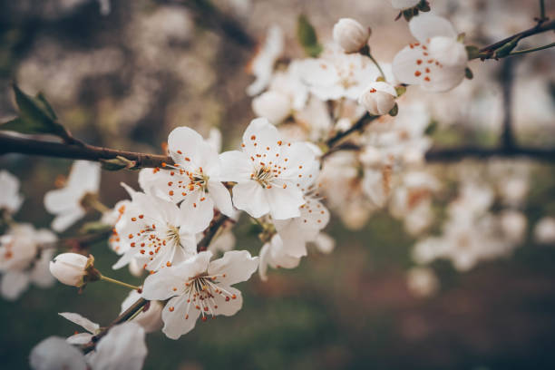 istock Spring blossom background. Beautiful nature scene with blooming tree on sunny day. Spring flowers 2155083925