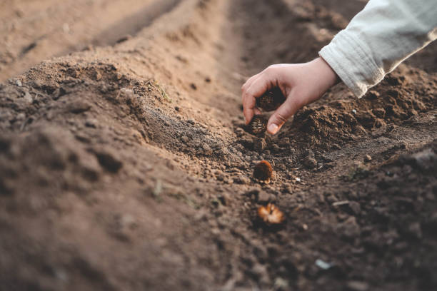 istock Farmer's hand planting seed in soil 2155084134