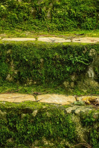 Moss-covered stone steps in a lush environment, creating a serene and ancient atmosphere. The steps are surrounded by greenery, ferns, and damp vegetation