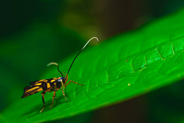 istock A colorful insect with long antennae on a green leaf 2155084471