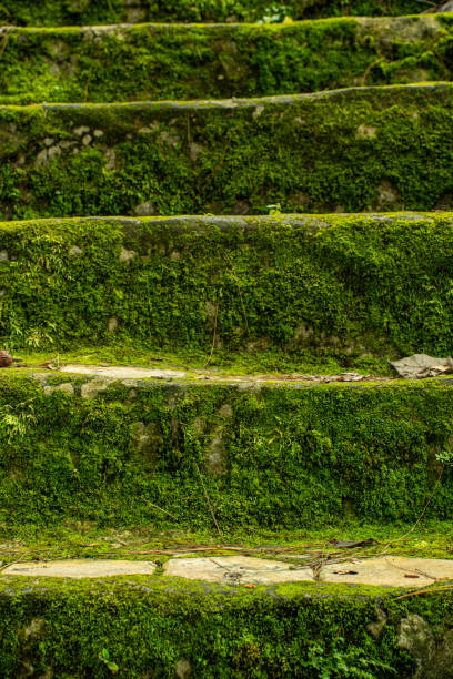 Moss-covered stone steps in a lush environment, creating a serene and ancient atmosphere. The steps are surrounded by greenery, ferns, and damp vegetation
