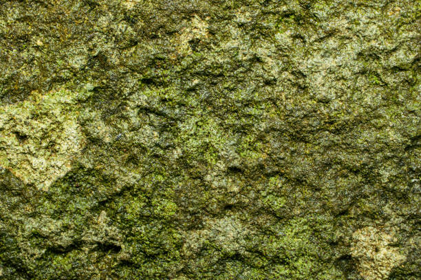 A close-up texture of moss-covered rock. The surface is rough and organic, covered in vibrant green moss and lichen. The wet surface suggests a cool, damp microhabitat where moss thrives. Rock texture