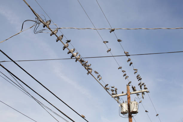 Large flock of pigeons perched on overhead power lines in Coranada, Phoenix