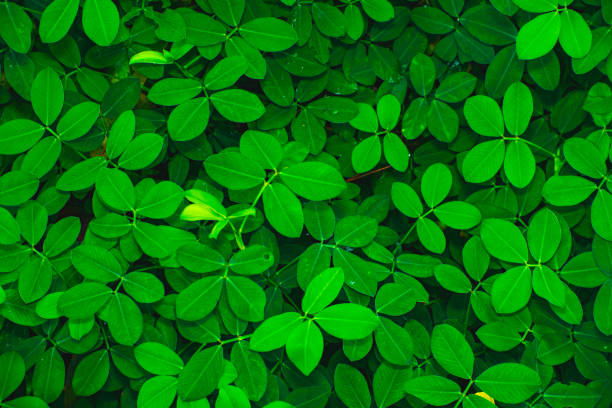 Close-up image features vibrant green clover leaves adorned with water droplets. The lush foliage, fresh dew, and trifoliate pattern evoke a sense of vitality and renewal. Leaf background