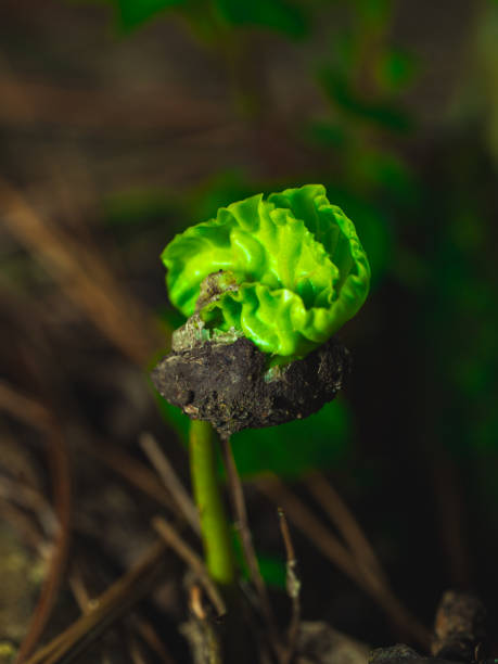 istock A vibrant green plant sprouts from dark soil 2155087277