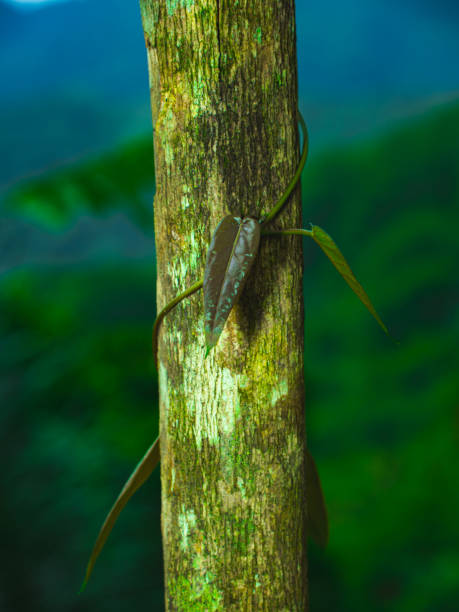 A leaf blending with a tree trunk in a natural habitat, showcasing camouflage. Background and texture