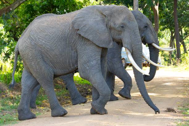 istock African Bush or Savannah Elephant 2155087934