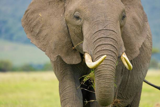 istock African Bush or Savannah Elephant 2155087961