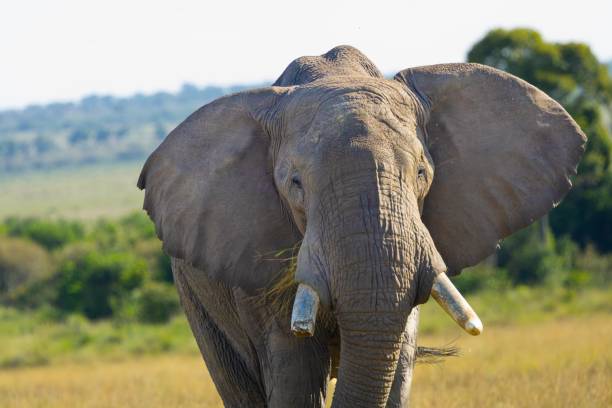 istock African Bush or Savannah Elephant 2155087968