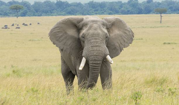 istock African Bush or Savannah Elephant 2155087983