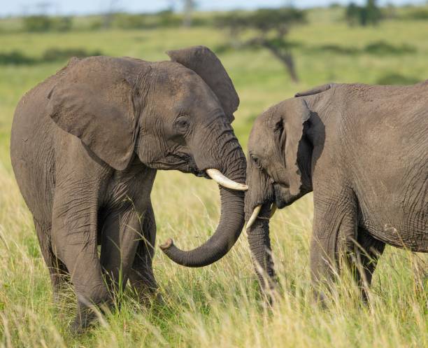 istock African Bush or Savannah Elephant 2155088033