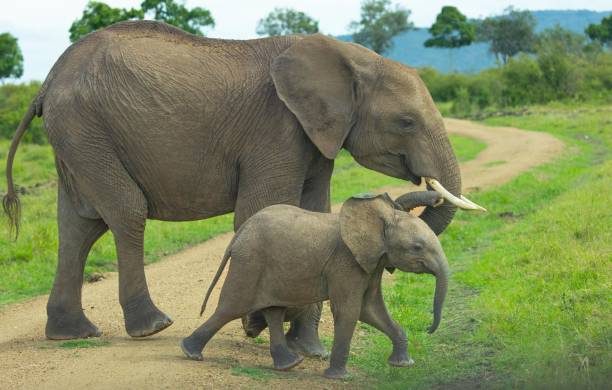 istock African Bush or Savannah Elephant 2155088041