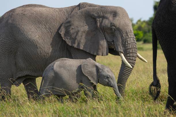 istock African Bush or Savannah Elephant 2155088483