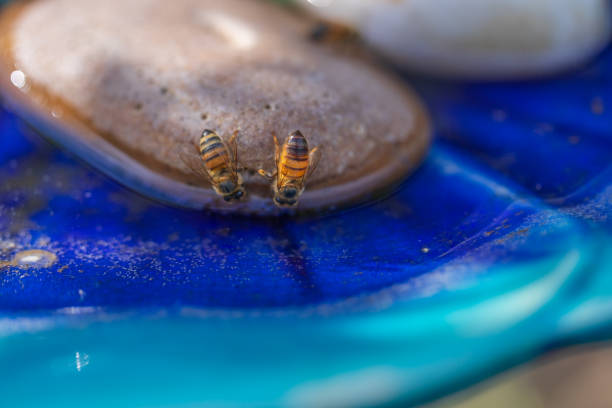 Honey bees drinking from bird bath